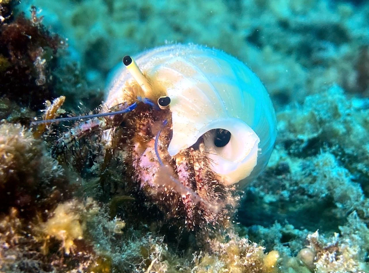 Hermit Crab — GR Imaging