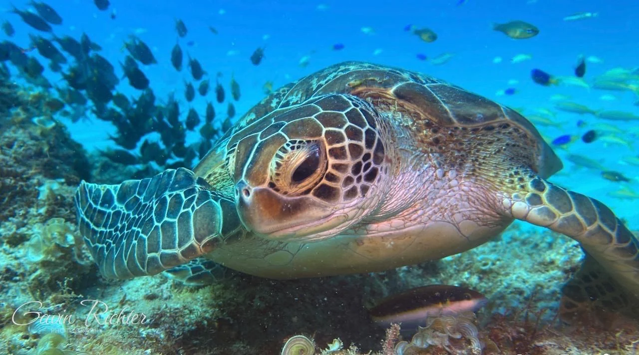 Sea Turtle — GR Imaging