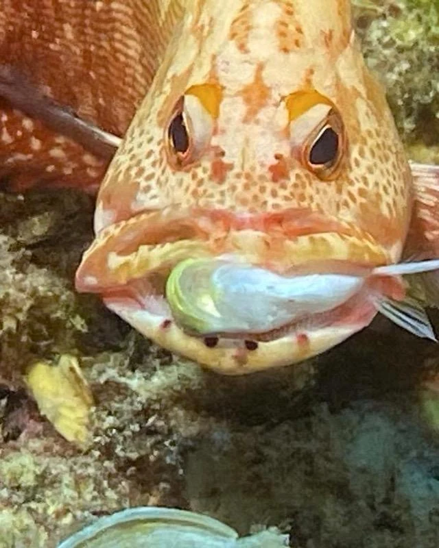 Reef Fish Portrait — GR Imaging
