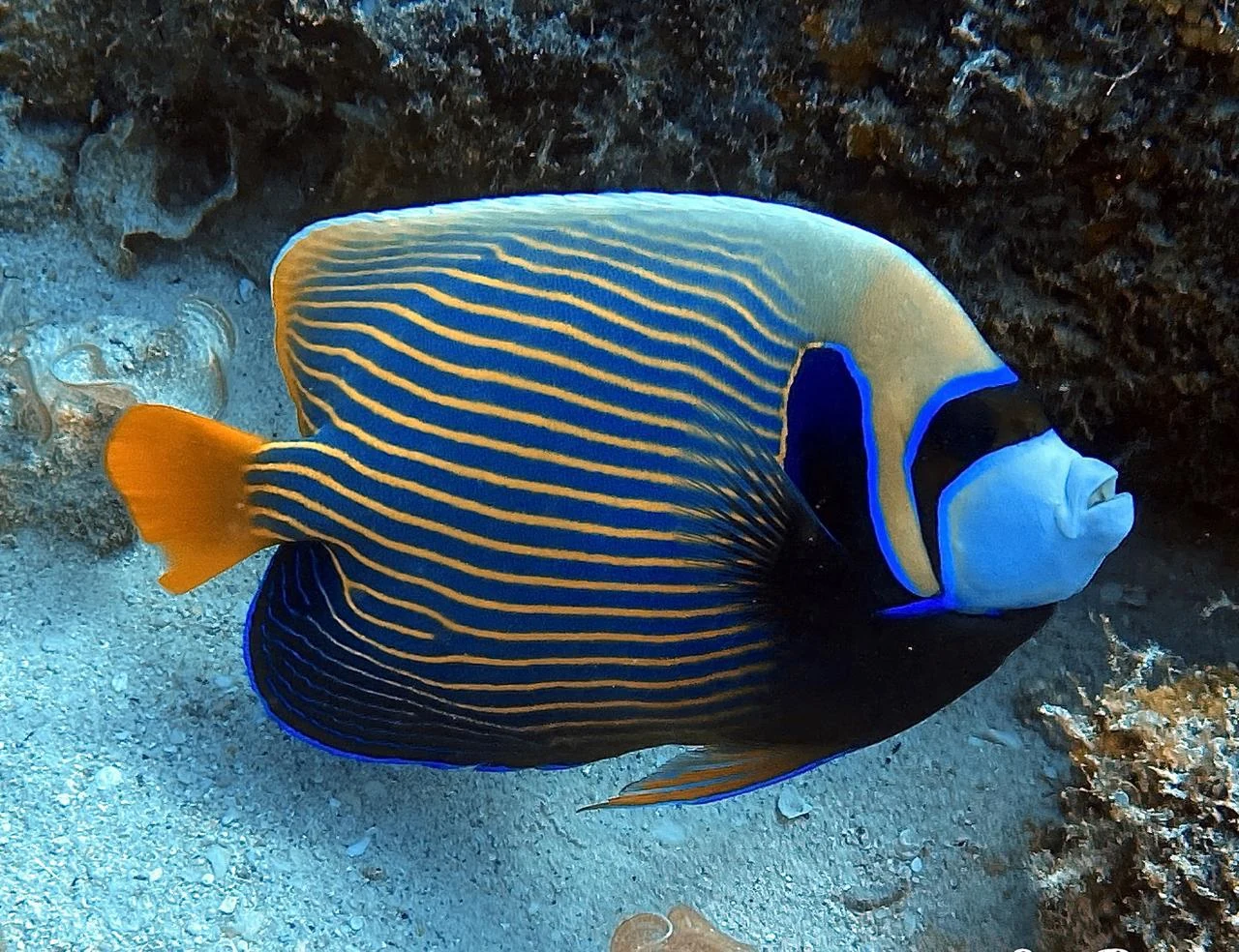 Emperor Angelfish — GR Imaging