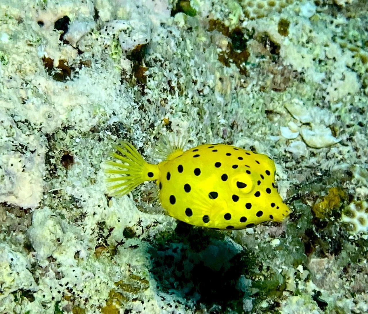 Yellow Boxfish — GR Imaging