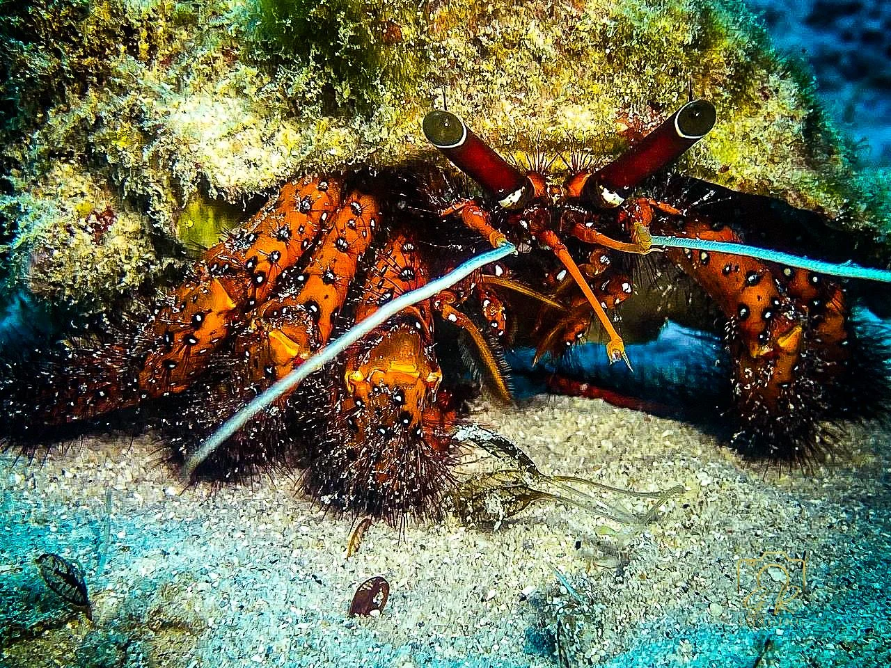 Spiny Lobster — GR Imaging