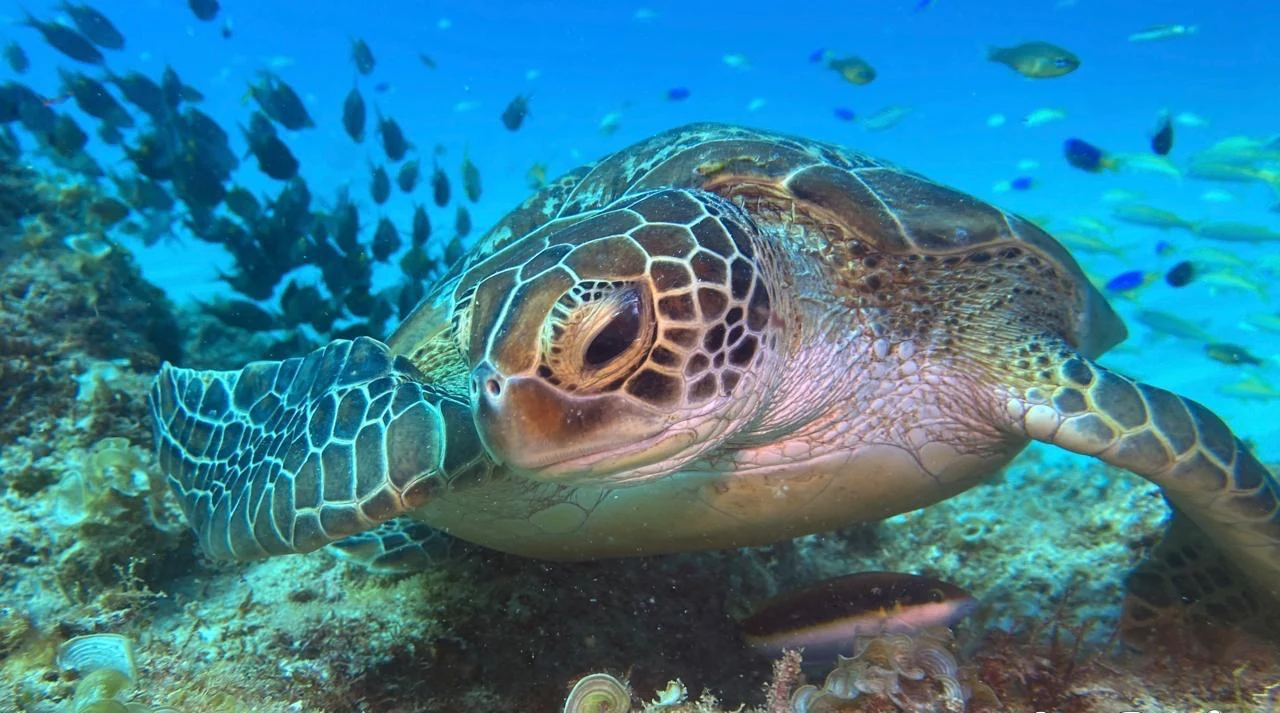 Sea Turtle — GR Imaging