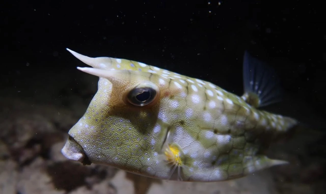 Longhorn Cowfish — GR Imaging