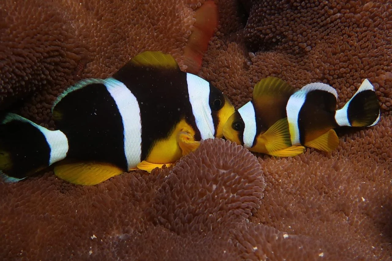 Anemonefish — GR Imaging