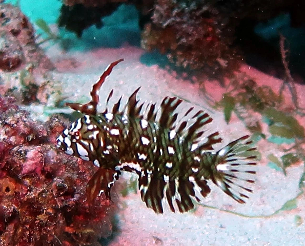 Juvenile Reef Fish — GR Imaging